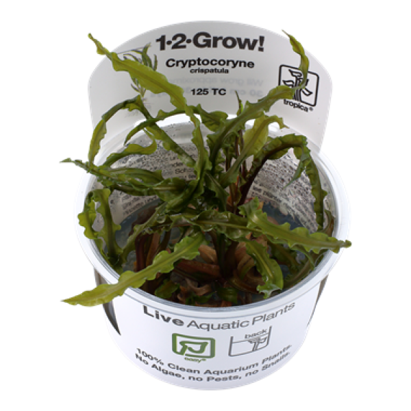 Cryptocoryne crispatula/ Grasblättriger Wasserkelch